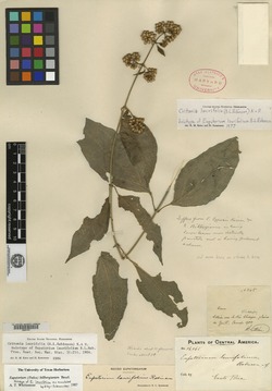 Critonia laurifolia image