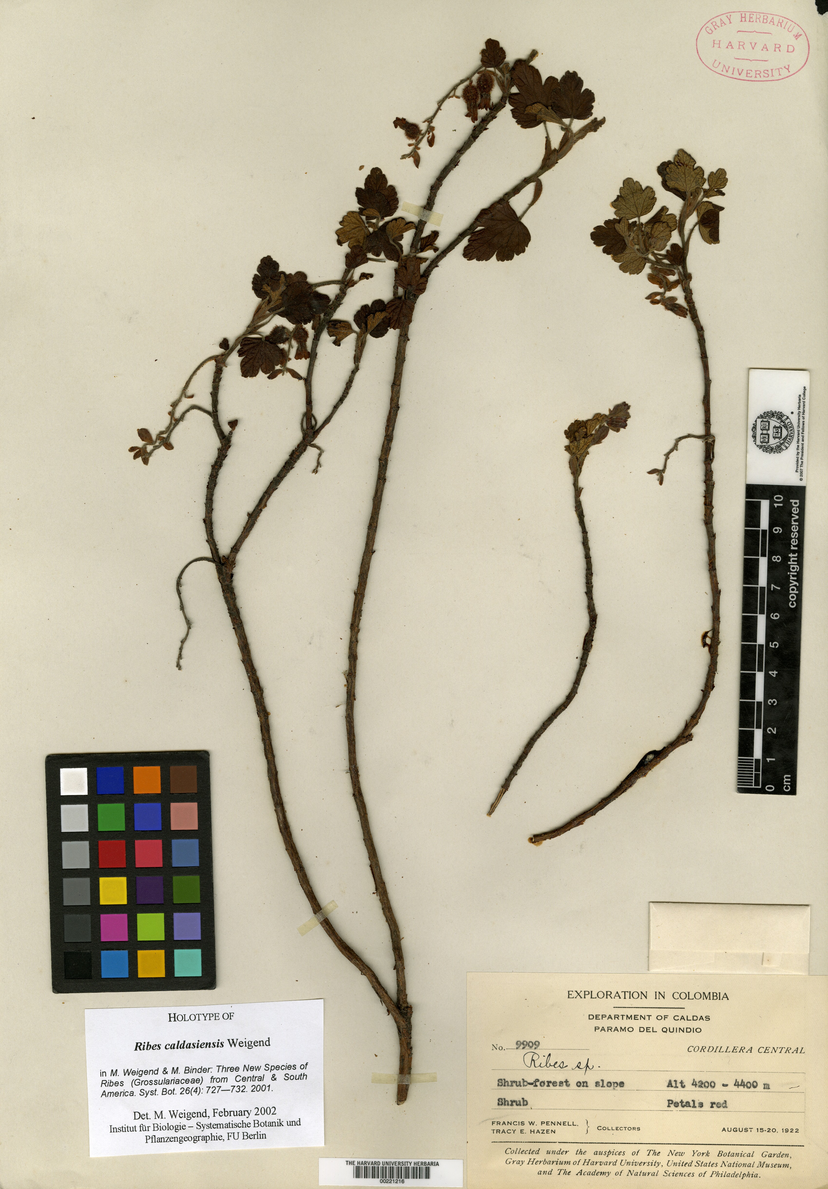 Ribes caldasiensis image