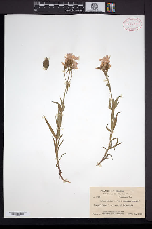 Phlox pilosa subsp. ozarkana image