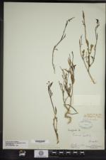 Eruca vesicaria subsp. sativa image