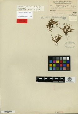Plagiobothrys macbridei image