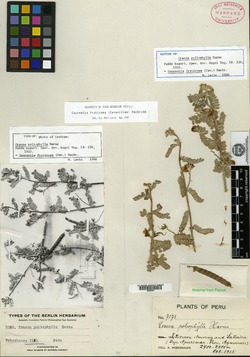 Cracca poliophylla image