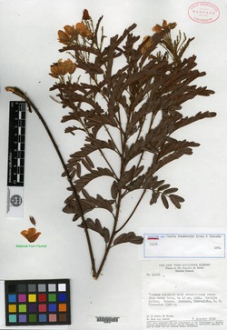 Cassia hispidula image