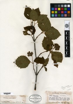 Viburnum alabamense image