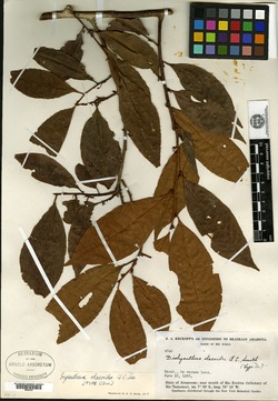 Iryanthera olacoides image