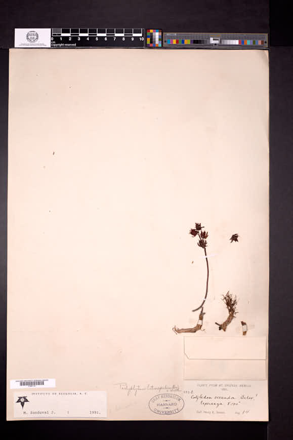 Pachyphytum compactum image