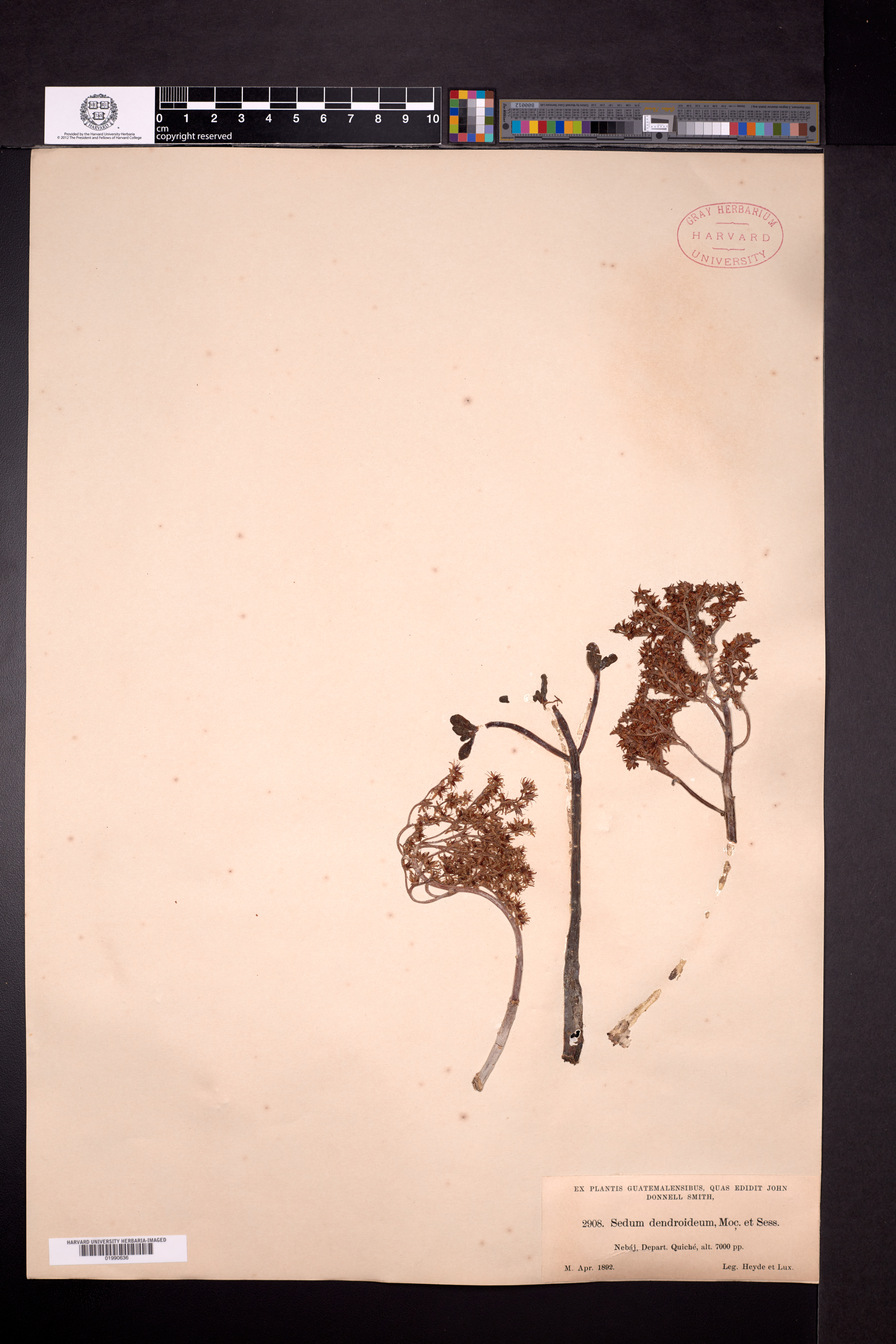Crassulaceae image