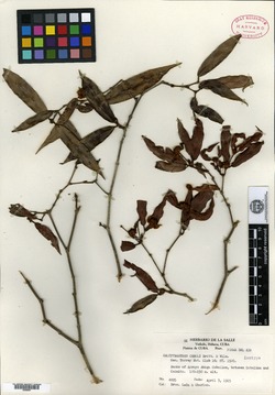 Calyptranthes capitulata image