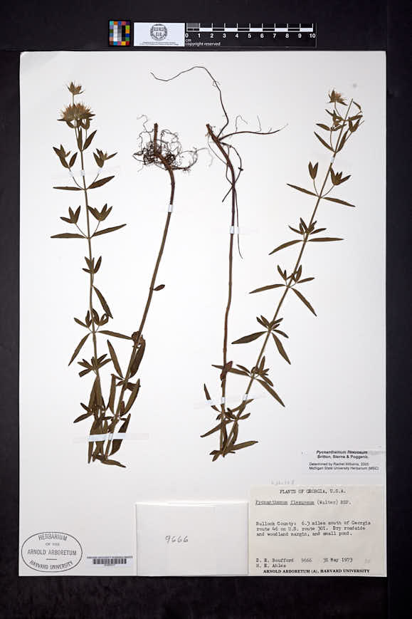 Pycnanthemum flexuosum image