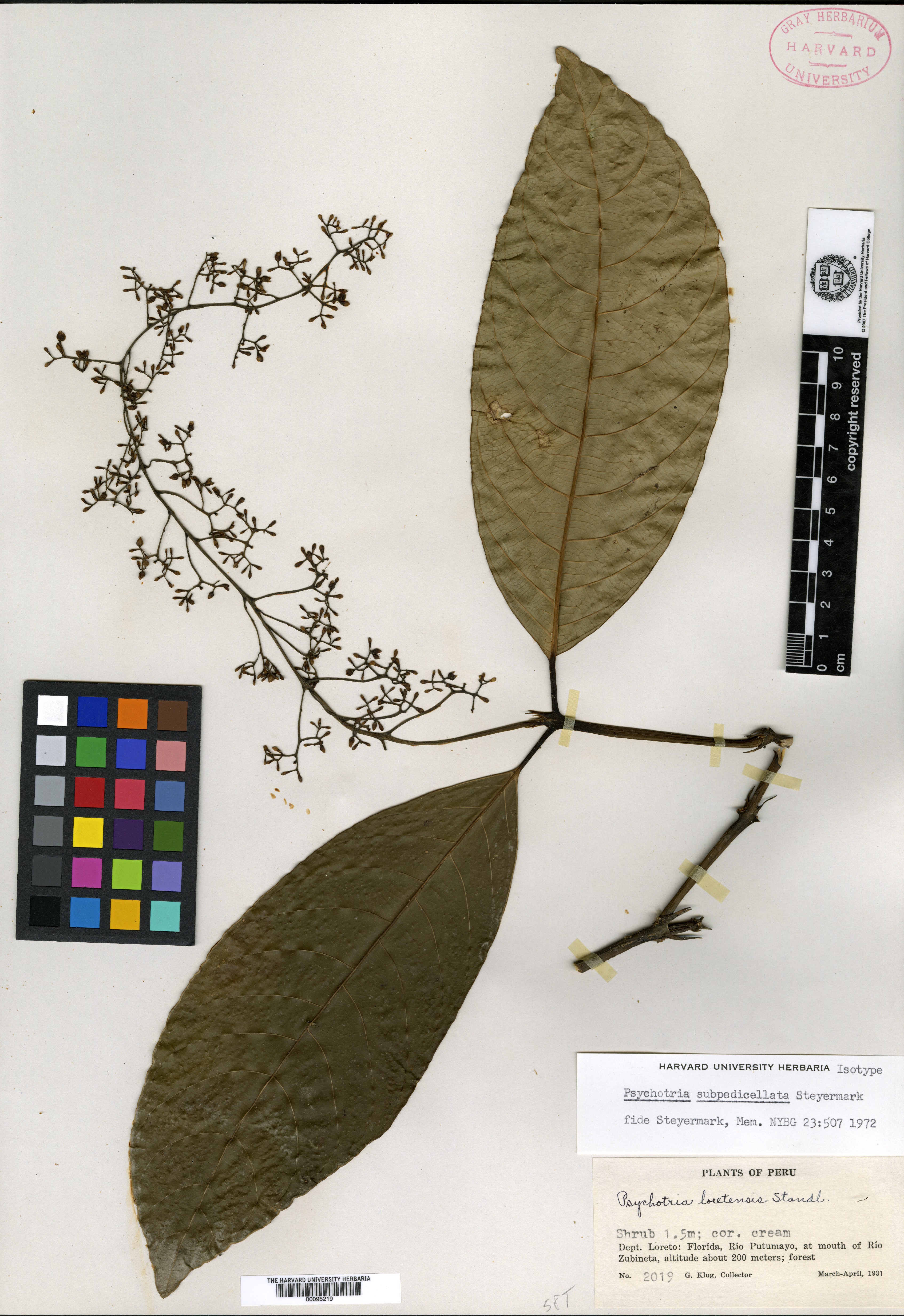 Psychotria subpedicellata image