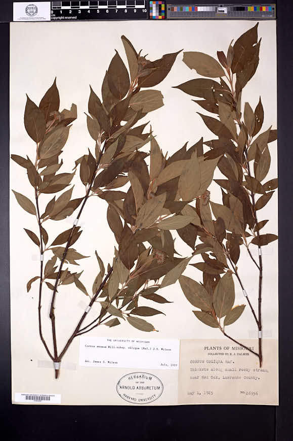 Cornus amomum subsp. obliqua image