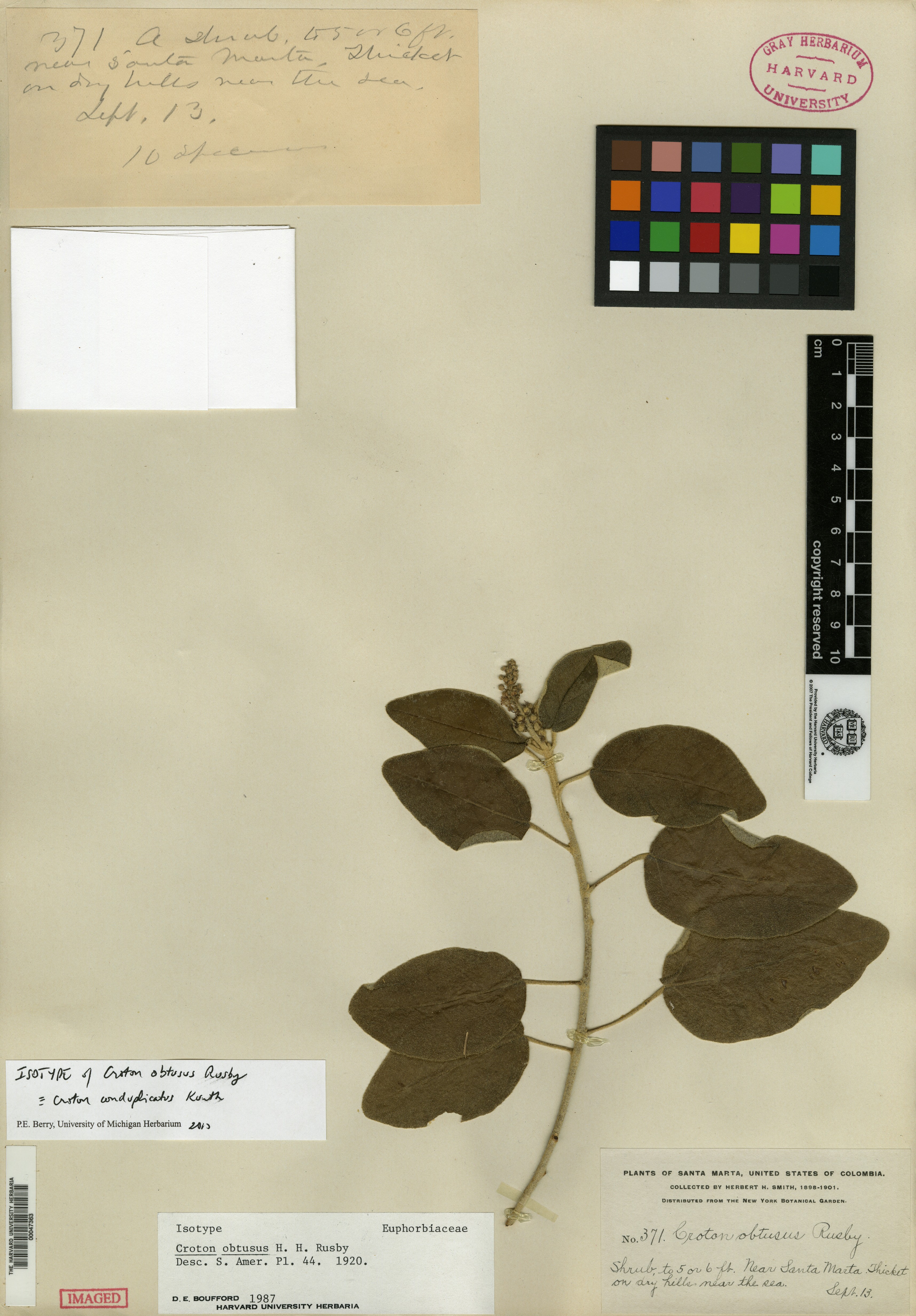 Croton obtusus image