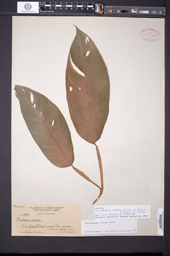 Philodendron venezuelense image