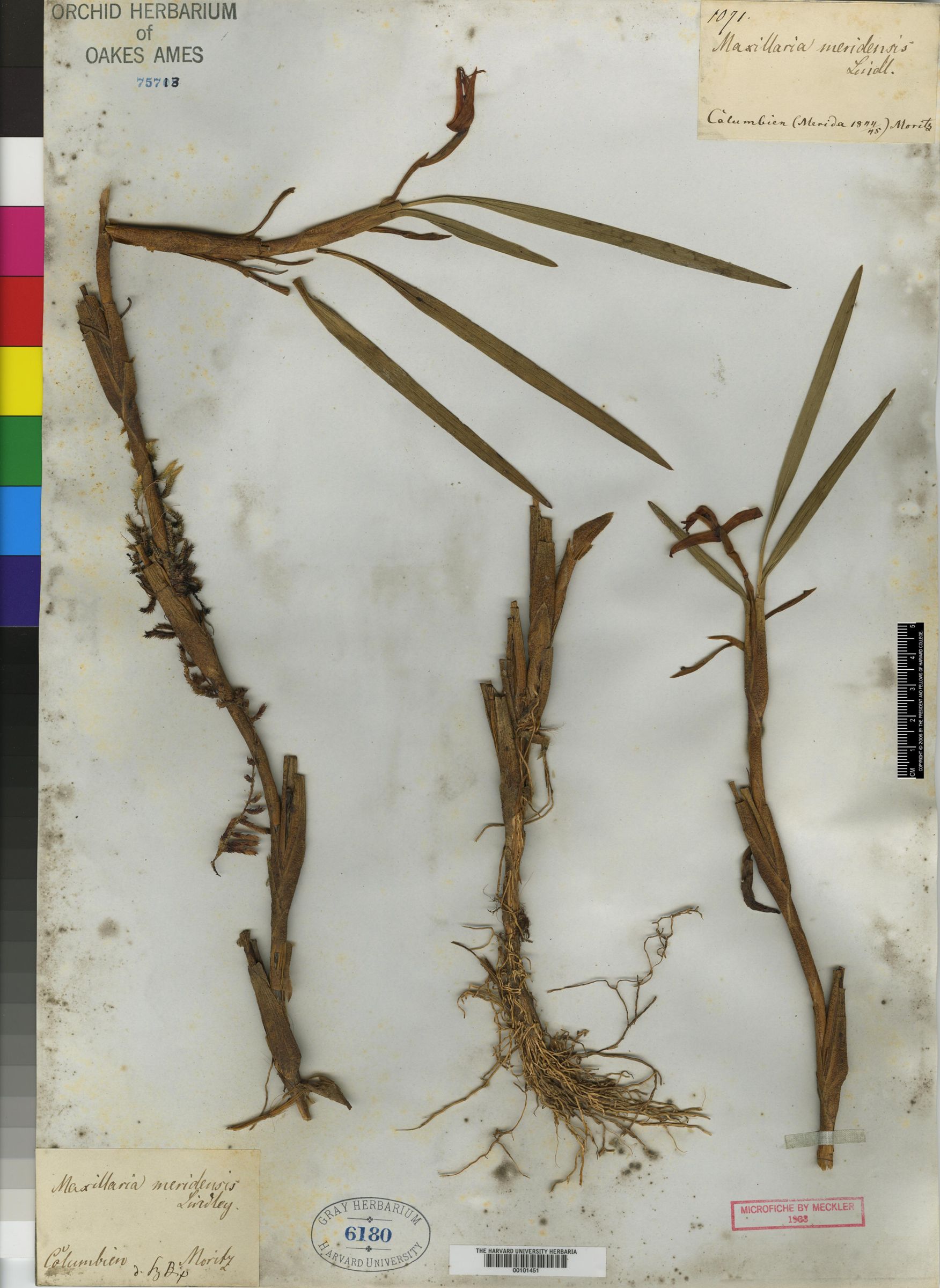 Maxillaria pachyneura image