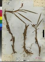 Maxillaria pachyneura image