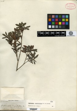 Daphnopsis angustifolia image
