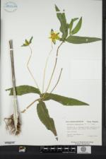Guizotia abyssinica image