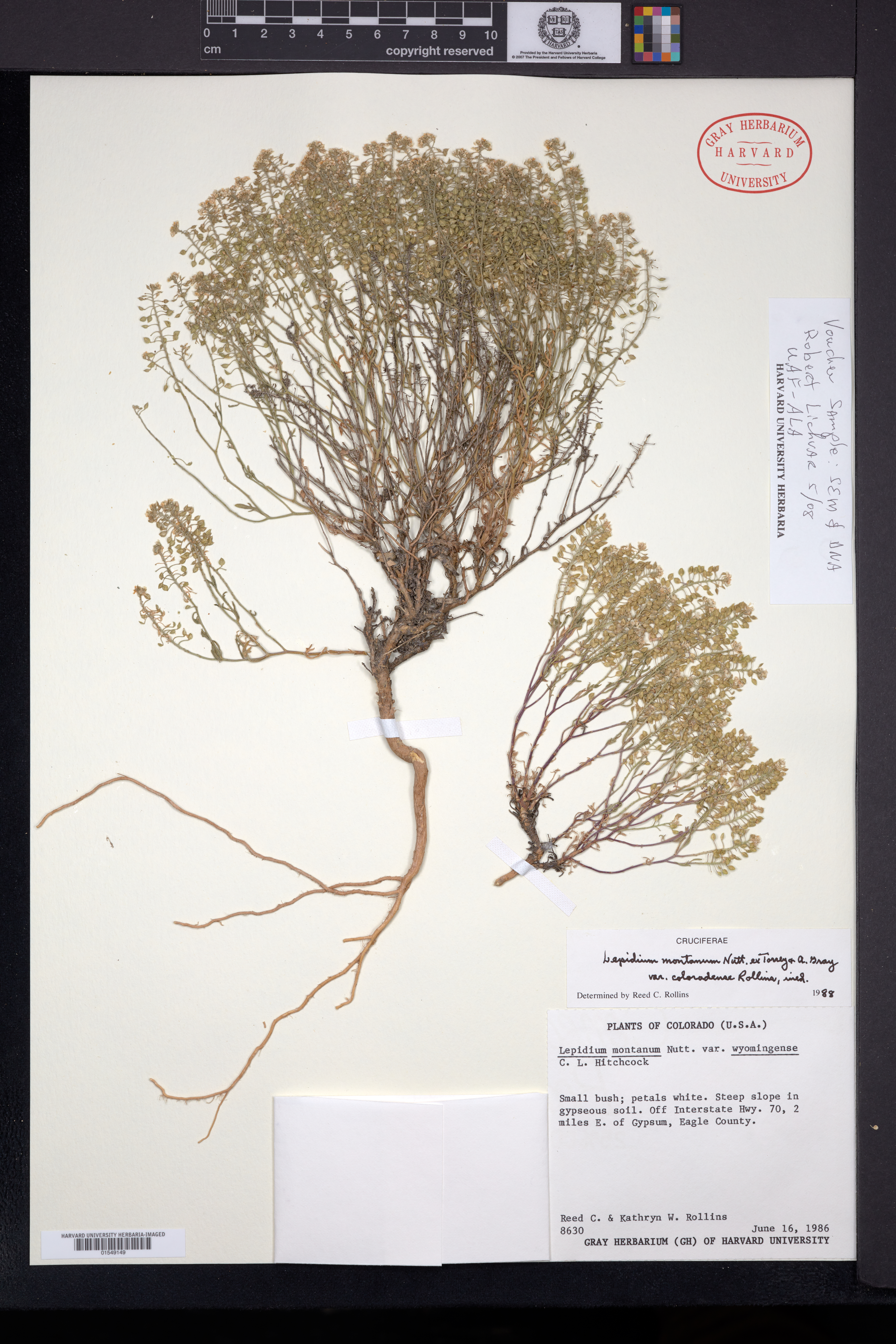Lepidium montanum var. coloradense image