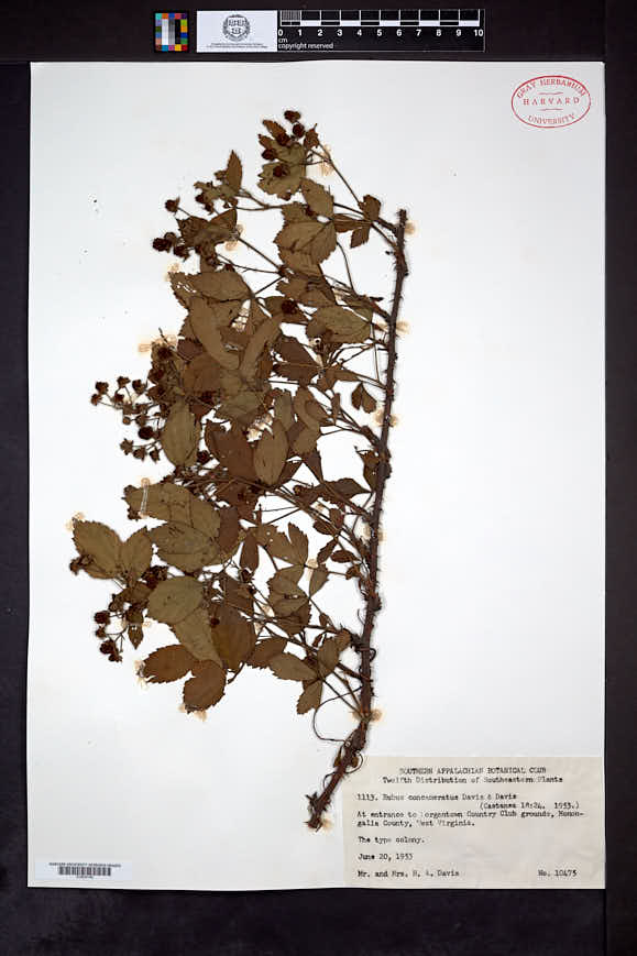 Rubus concameratus image
