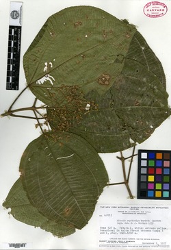 Miconia stenophylla image