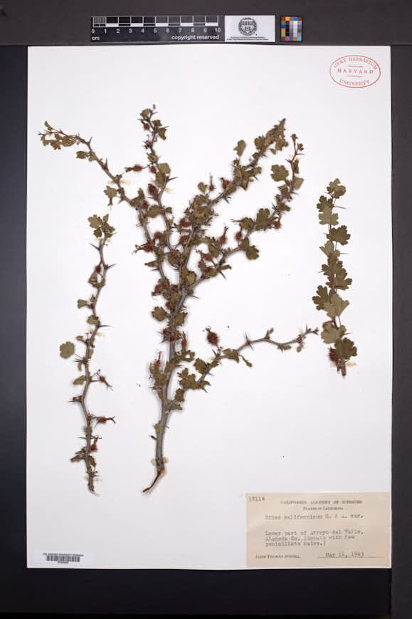 Ribes californicum image