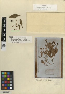 Flourensia oolepis image