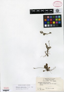 Elytraria spathulifolia image