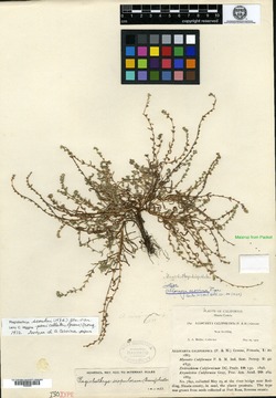 Allocarya cervina image