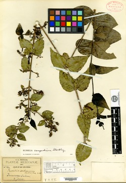 Russelia syringaefolia image