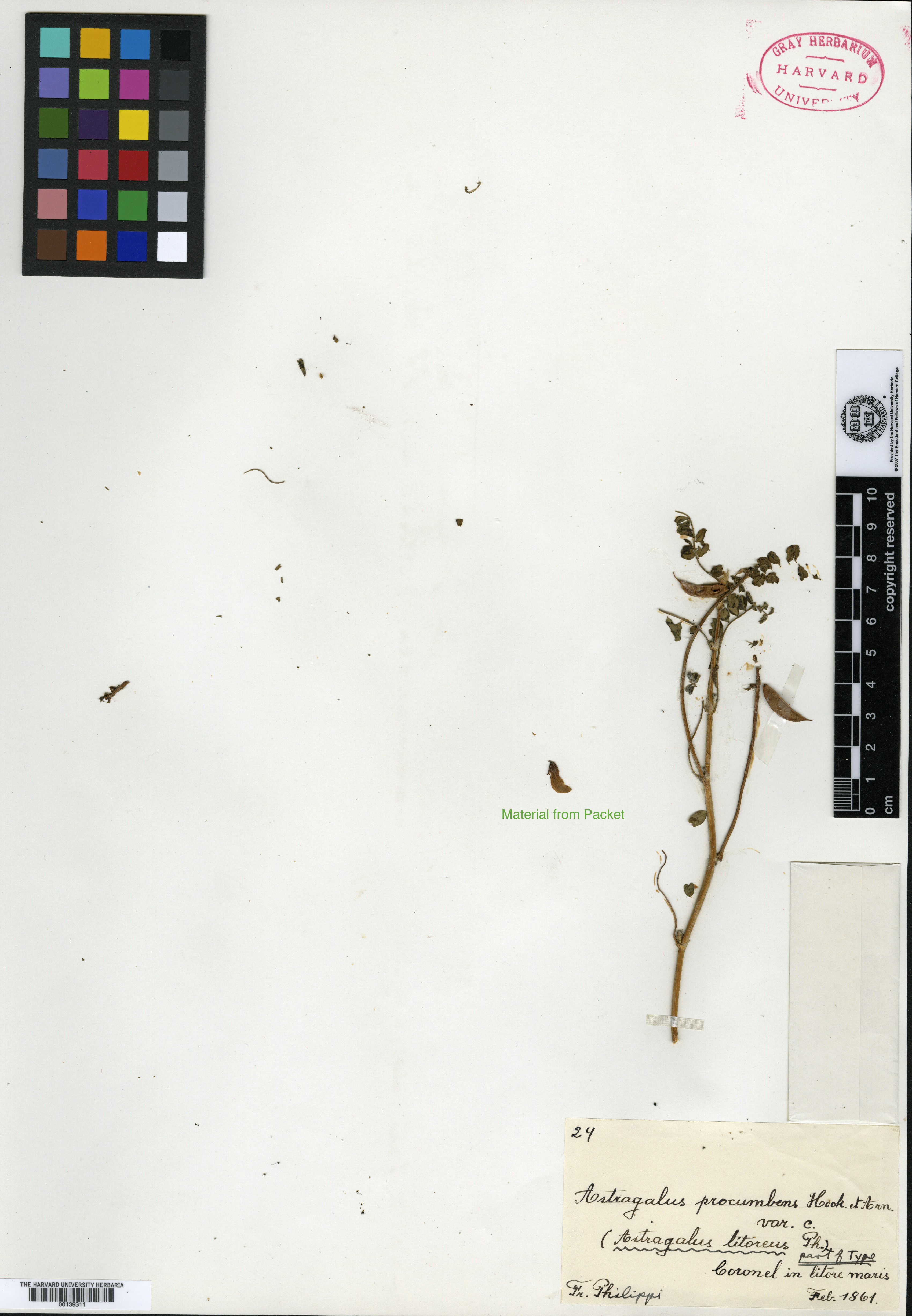 Astragalus macrophysus image