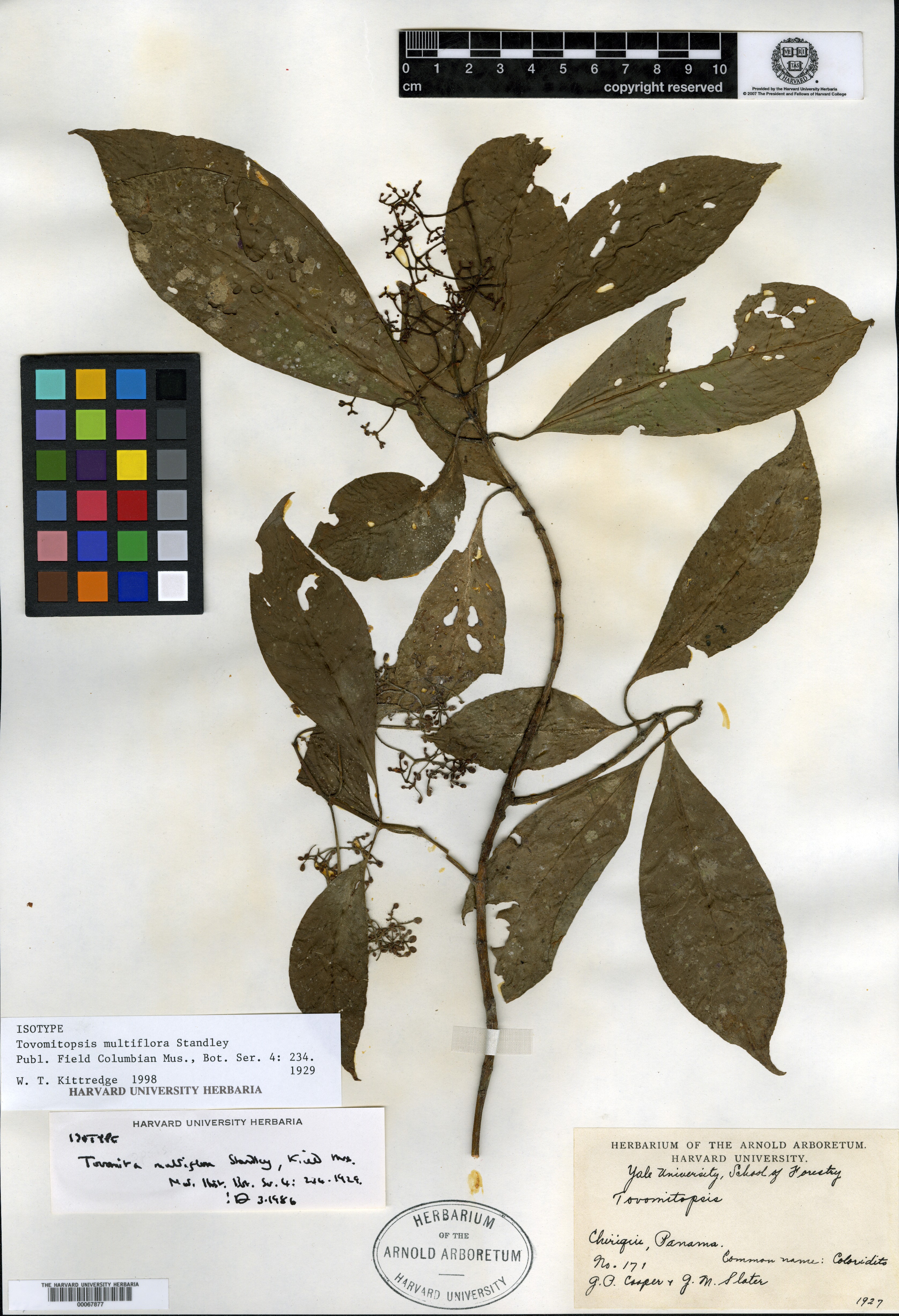 Tovomitopsis multiflora image