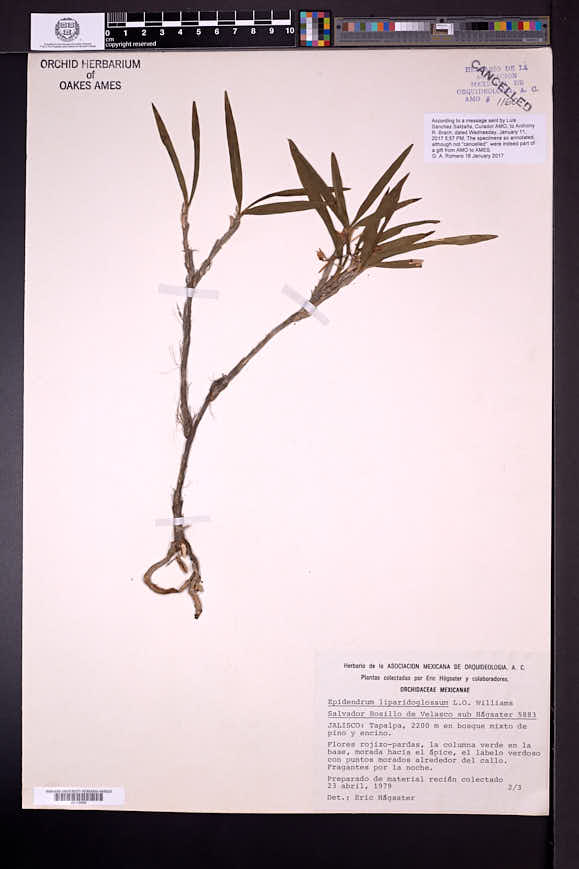 Epidendrum lignosum image