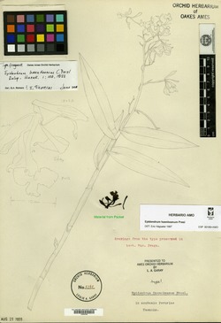 Epidendrum horichii image