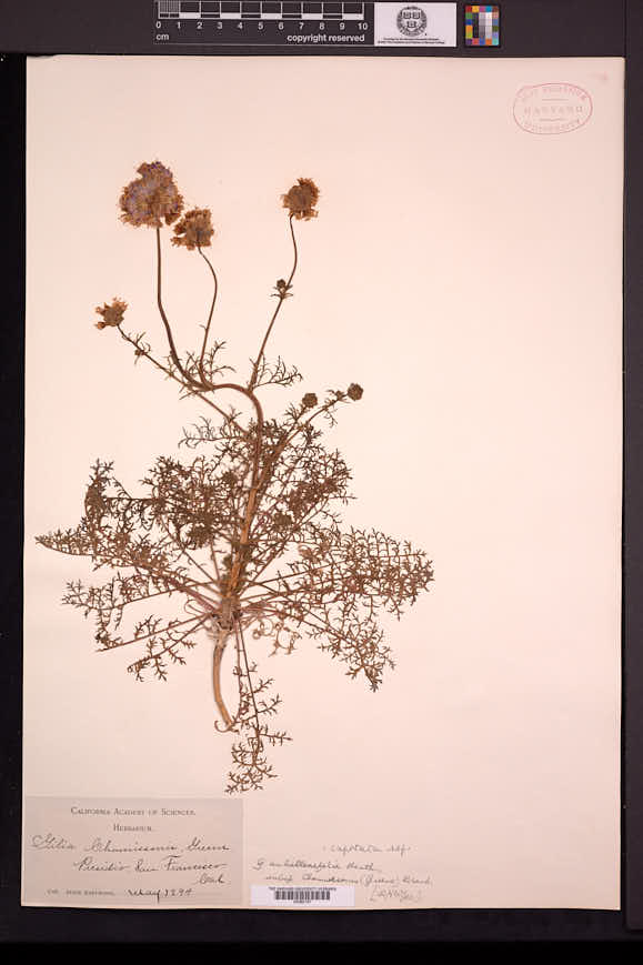 Gilia capitata subsp. chamissonis image