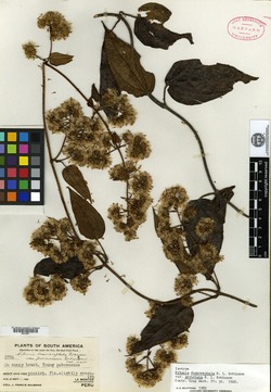 Mikania desmocephala image