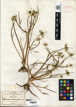 Eryngium mexicanum image