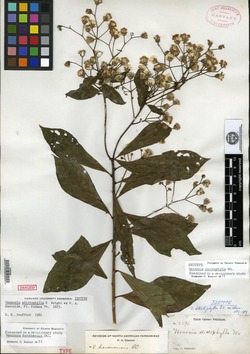 Vernonanthura havanensis image