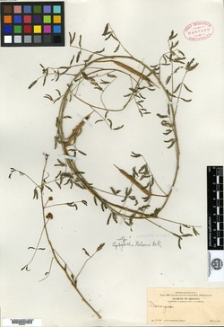 Leptoglottis nelsonii image