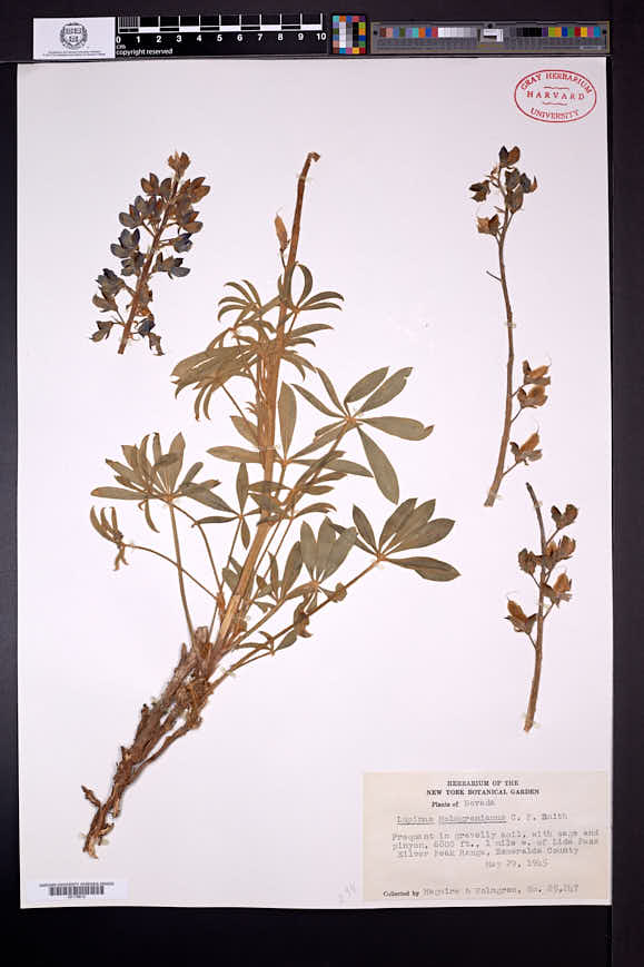 Lupinus holmgrenianus image