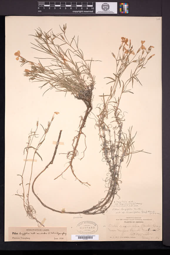 Phlox viridis subsp. longipes image