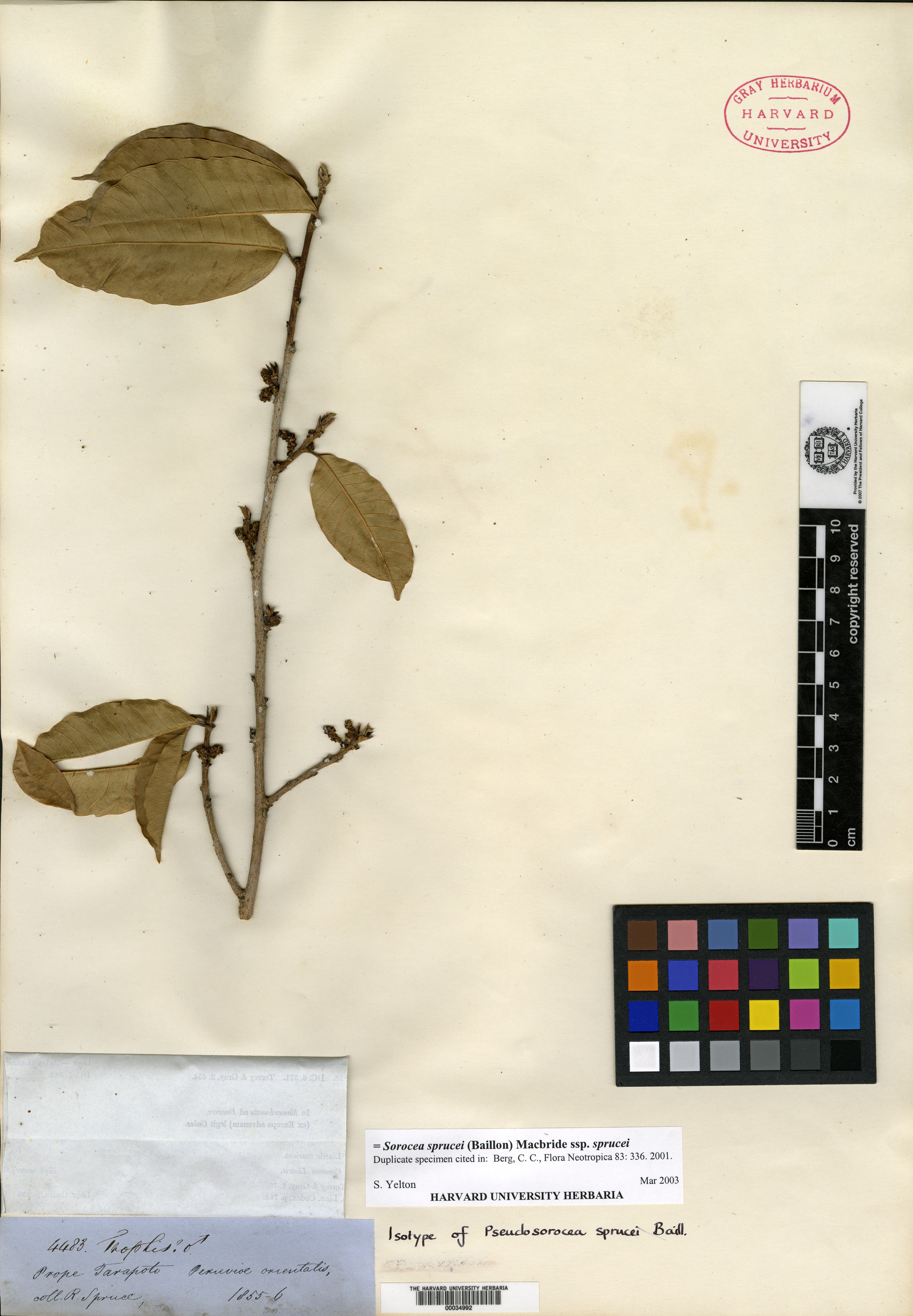 Sorocea muriculata subsp. uaupensis image
