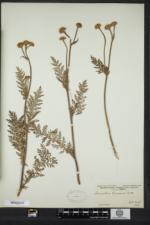 Tanacetum bipinnatum image
