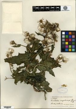 Erechtites hieraciifolius var. megalocarpus image