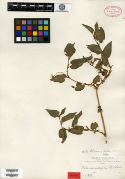 Viola steinbachii image