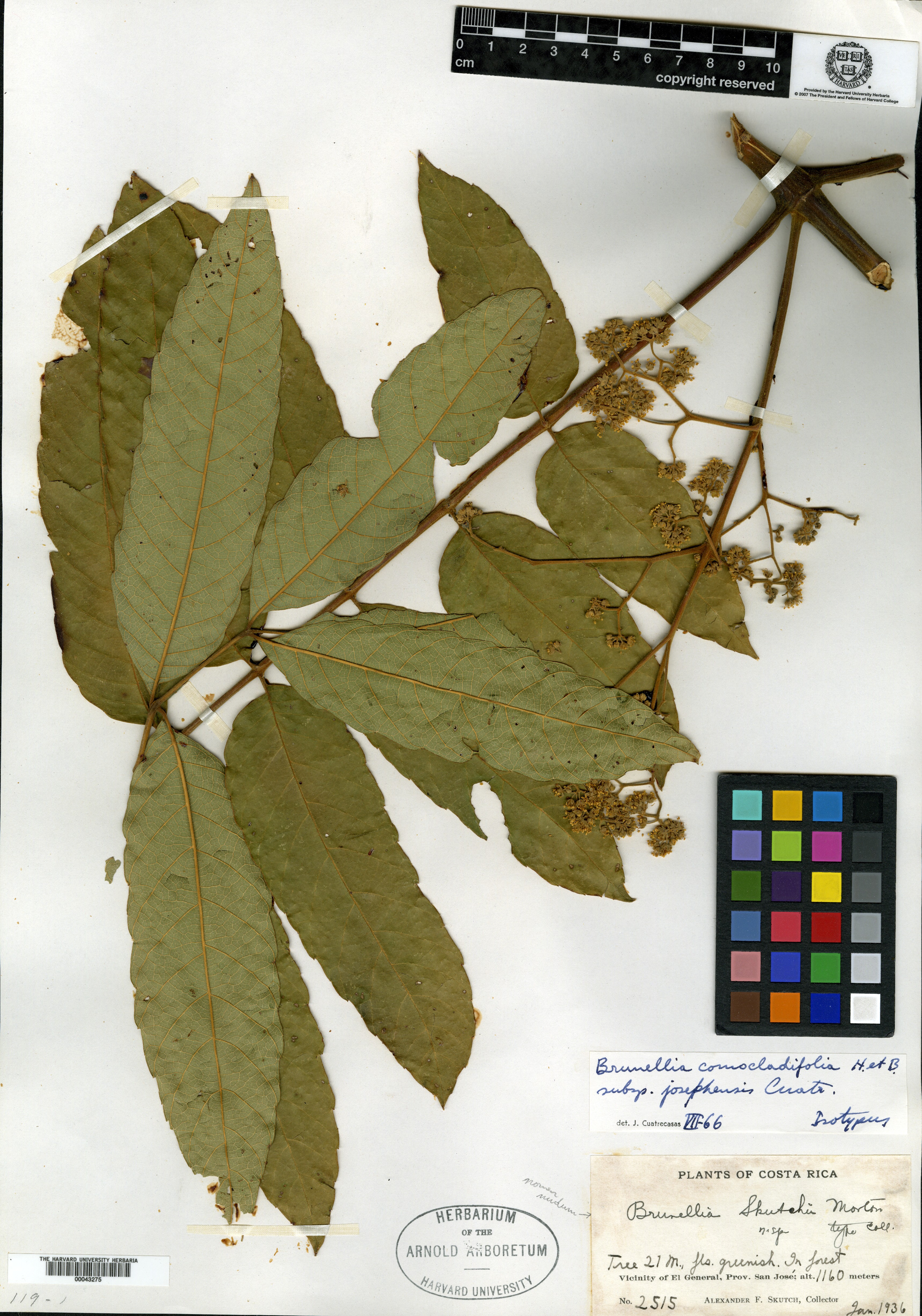 Brunellia comocladifolia subsp. josephensis image