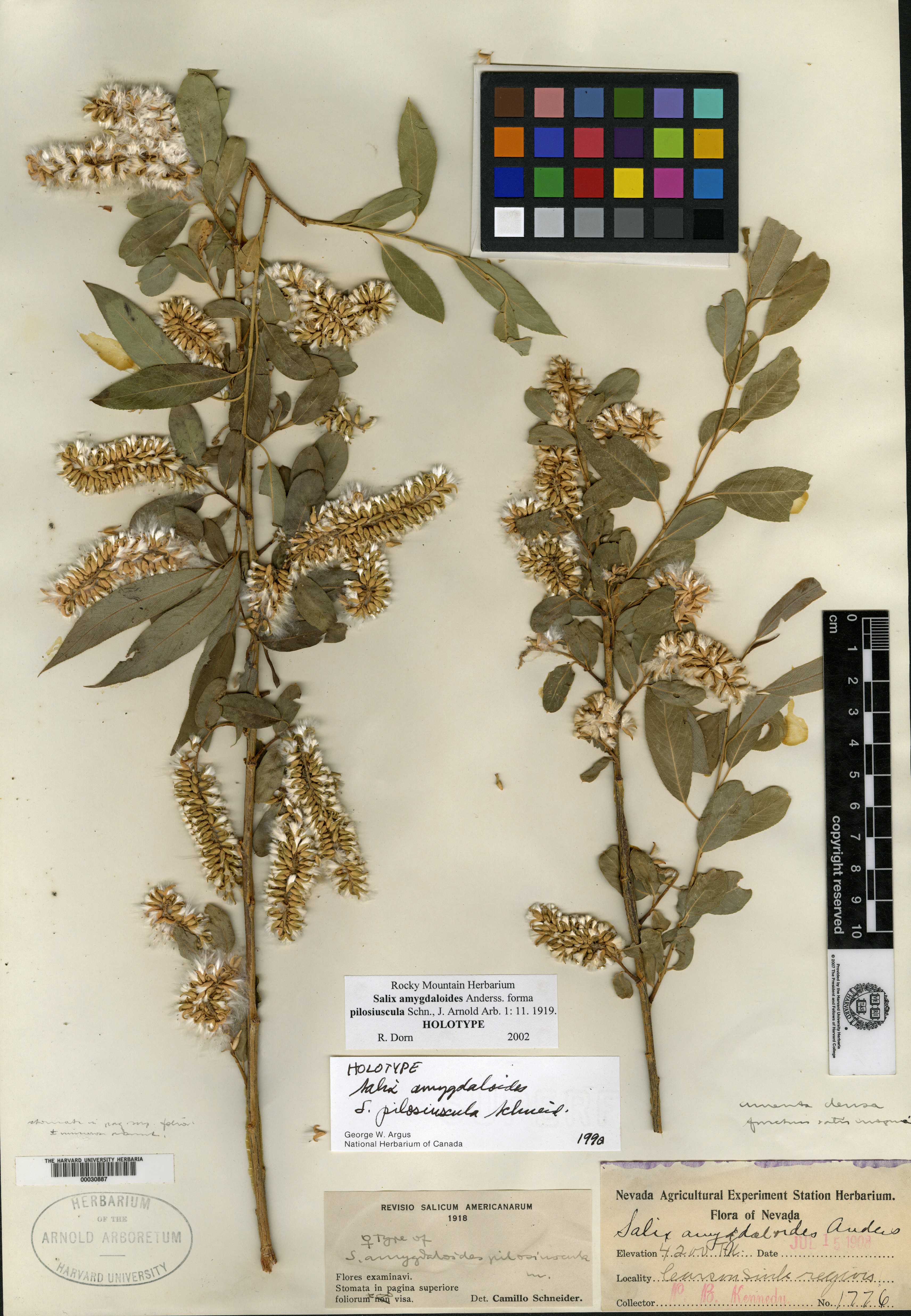 Salix amygdaloides f. pilosiuscula image