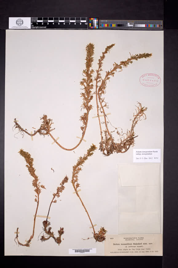 Sedum stenopetalum subsp. stenopetalum image