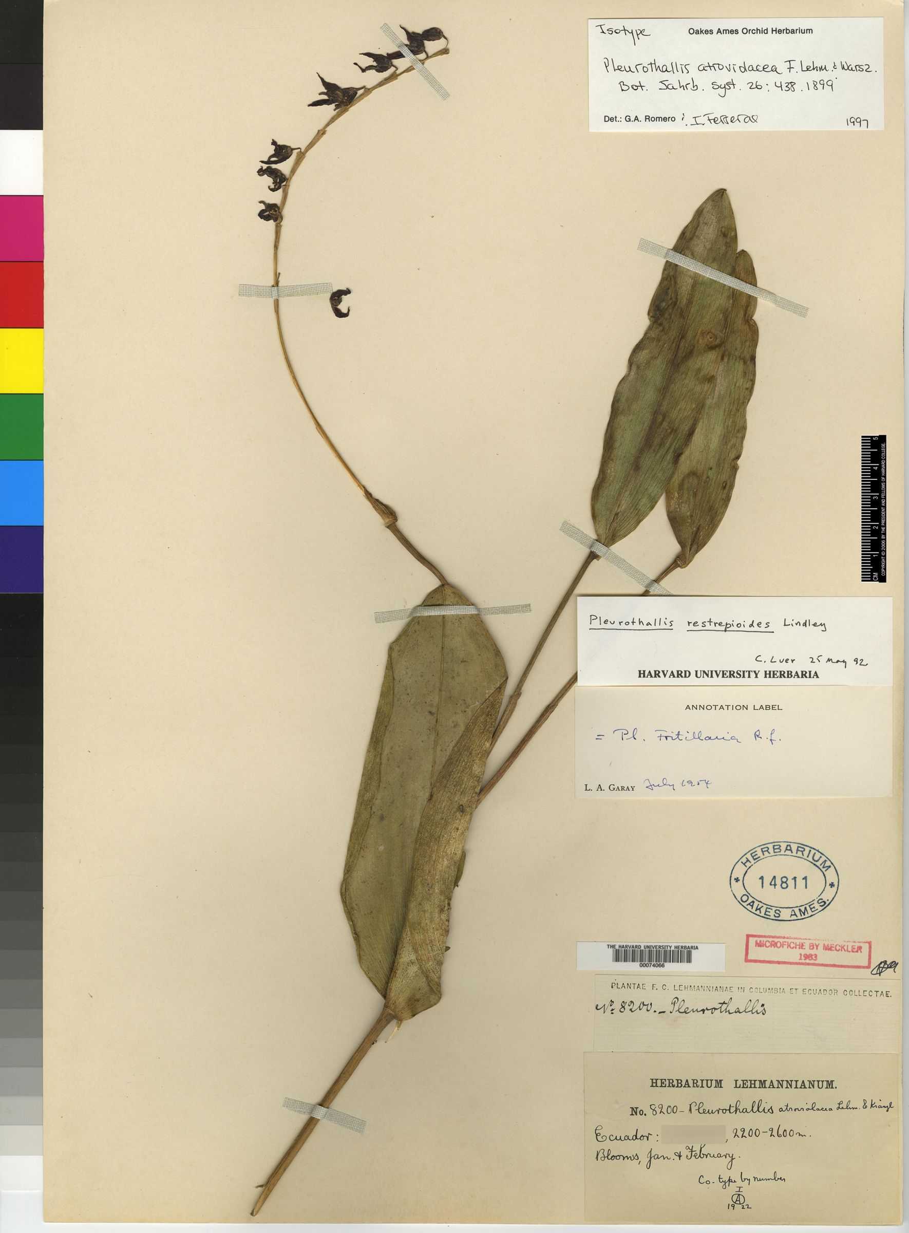 Pleurothallis atroviolacea image