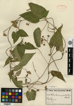 Philibertia boliviana image