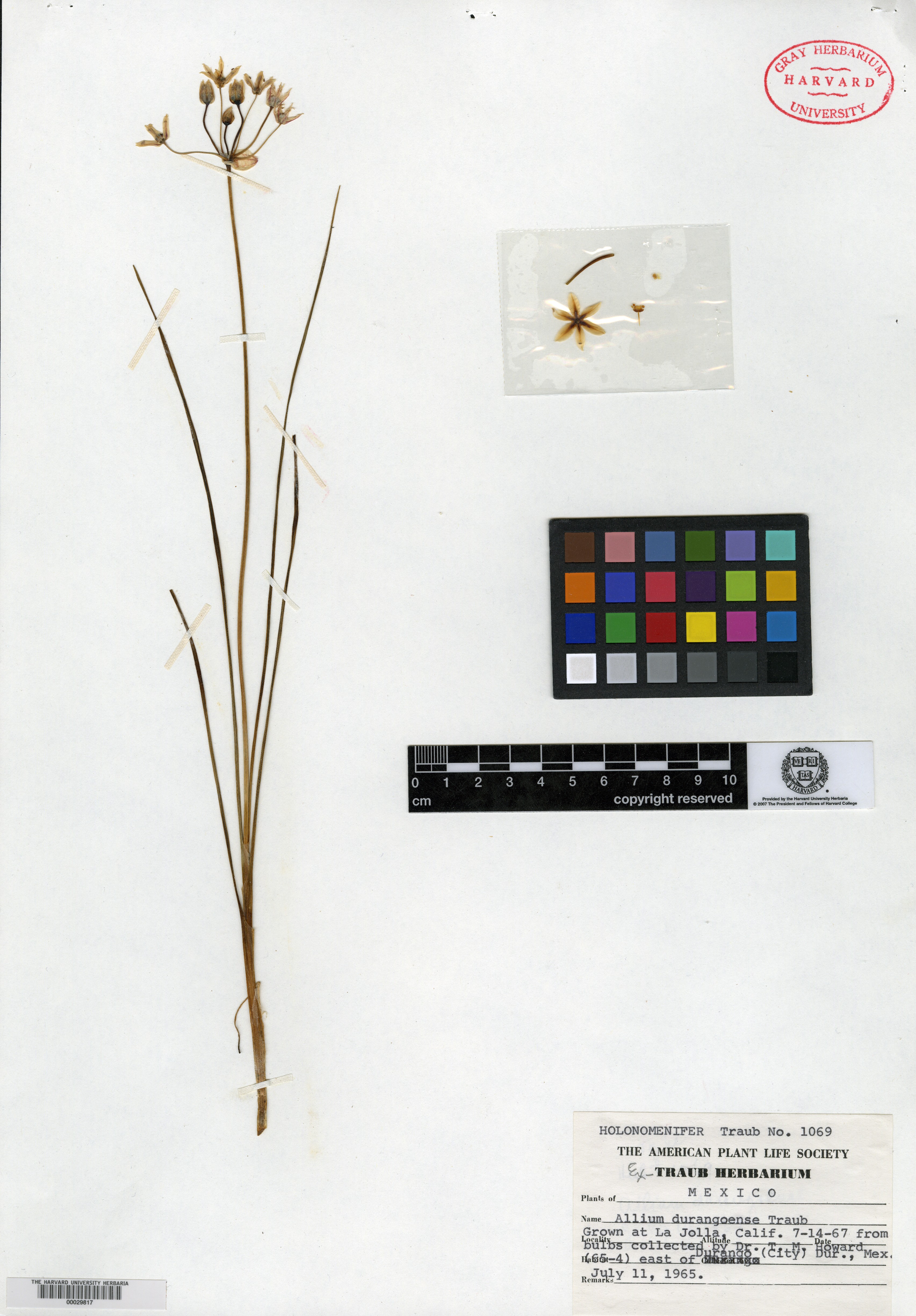 Allium durangoense image